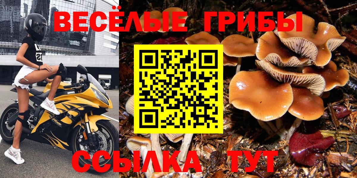 Бузулук  Псилоцибиновые грибы Cubensis  Псилоцибиновые грибы Psilocybine cubensis  Вход с VPN 
